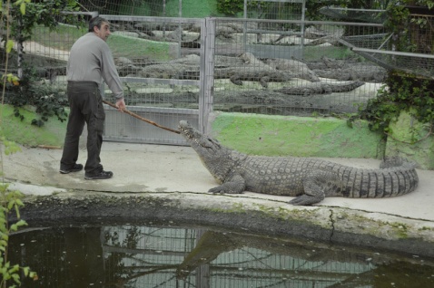 The daring trainers at Torremolinos Crocodile Park