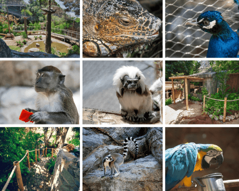 Gibraltar's Zoo located at the Gibraltar Botanical Gardens © VisitGibraltar.gi