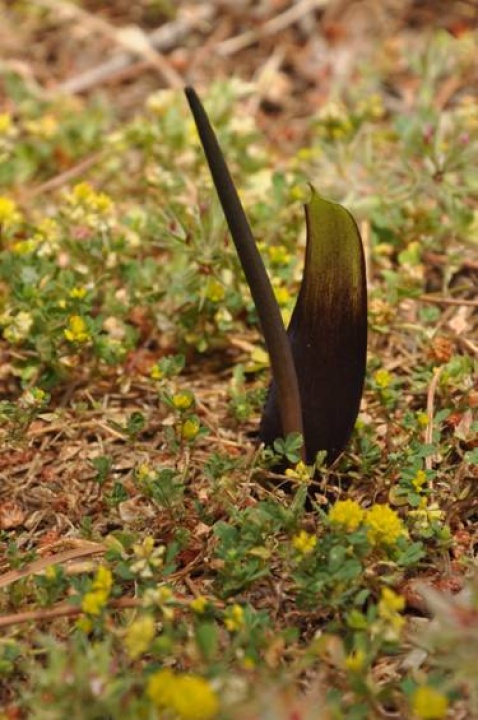 Narrow-leaved Biarum - Biarum arundanum © Tony Hall