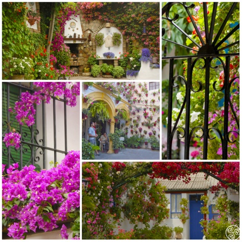 The Patios of Cordoba © Michelle Chaplow