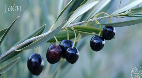 Olive trees in Jaén