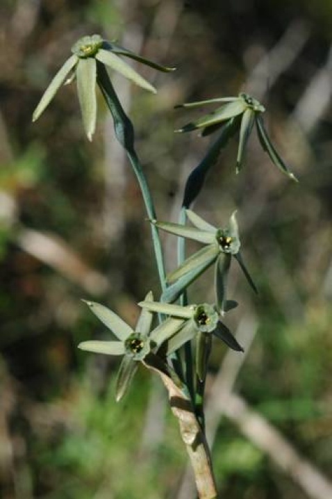 The Green Daffodil - Narcissus viridiflorus © Tony Hall