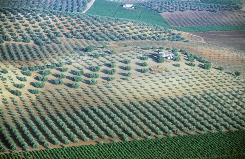 From above: Endless rows of olive trees trace the Andalusian landscape, a perfect blend of nature and geometry. From above: Endless rows of olive trees trace the Andalusian landscape, a perfect blend of nature and geometry. © Michelle Chaplow