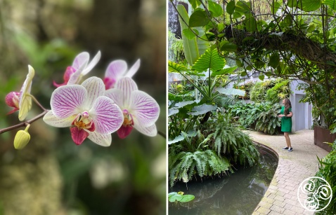 The Estepona Orchid House  © Michelle Chaplow