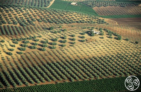 Andalucian countryside, this historic town is rich in fertile land making it Andalucia's top producers of olives © Michelle Chaplow