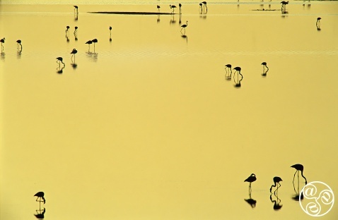 Greater Flamingos (Phoenicopterus ruber) feeding on shallow waters at sunset. Fuente de Piedra lagoon, Málaga province, Spain. © Marcos G Meider