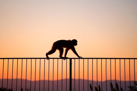 The Barbary Apes of Gibraltar © VisitGibraltar.gi