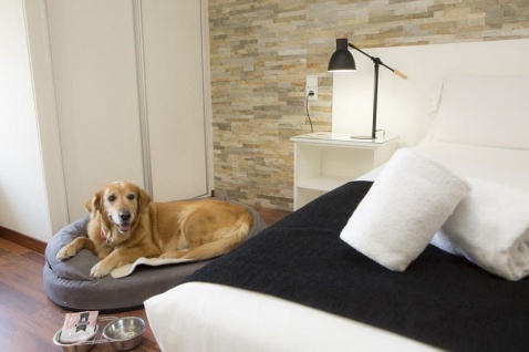 Dog enjoying the amenities © Booking.com / Casual Málaga del Mar