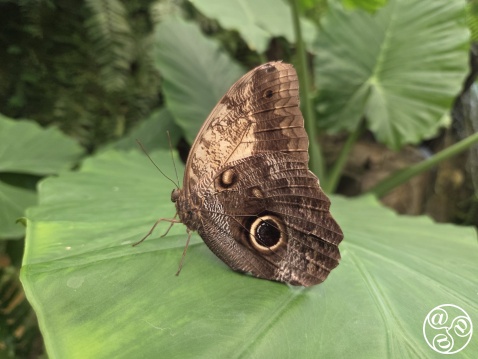 It is easy to take close up photos in the Benalmadena Butterfly Park © Mihnea Gamulescu
