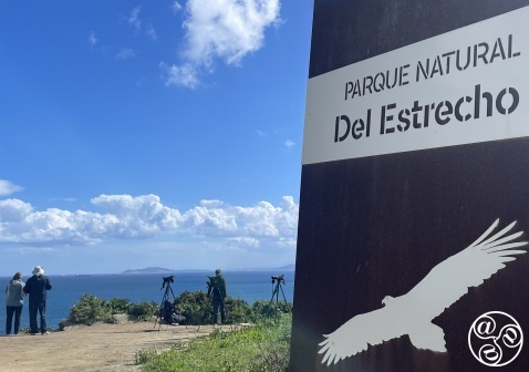 Birdwatchers can bring their binoculars and marvel at the sight of these magnificent creatures soaring across the strait. Birdwatchers can bring their binoculars and marvel at the sight of these magnificent creatures soaring across the strait.