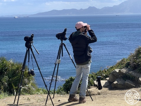 Punto Carnero is a haven of avian activity. Situated within the Parque Natural del Estrecho (The Strait Natural Park). Punto Carnero is a haven of avian activity. Situated within the Parque Natural del Estrecho (The Strait Natural Park).