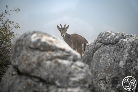 Spanish ibex (Capra pyrenaica) female at a lookout amongst rocks on a misty morning. Torcal de Antequera, Malaga province, Andalucia, Spain. © Marcos G Meider