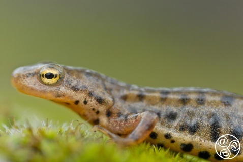 Bosca's newt (Lissotriton boscai) close up view of adult male. Sierra Morena, Jaén province, Andalucia, Spain. © Marcos G Meider 