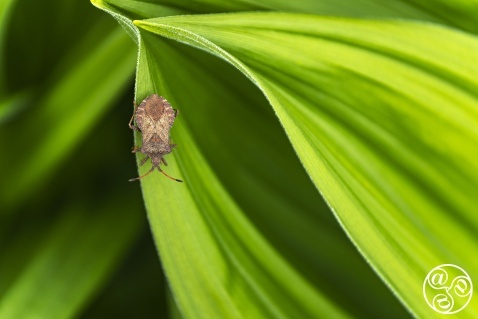Dock bug (Coreus marginatus) on green leafs. © Marcos G Meider