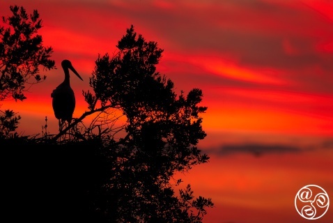 White stork (Ciconia ciconia) perched on top of its nest at dusk. Doñana National Park, Andalucia, Spain. © Marcos G Meider
