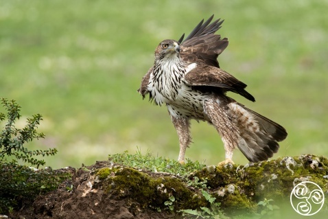 Bonelli's eagle (Aquila fasciata) perched on mossy rock. Andalusia, Spain. © Marcos G Meider 