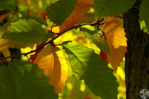 Chestnut trees in Andalucia © Michelle Chaplow