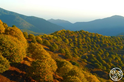 The beautiful autumn chestnut landscape in Andalucia © Michelle Chaplow