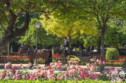 Plaza de America - your carriage awaits. © Michelle Chaplow Plaza de America - your carriage awaits. © Michelle Chaplow