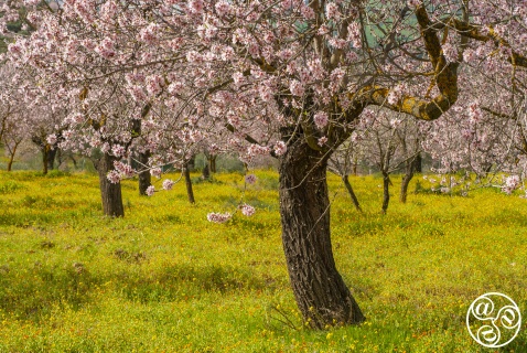 Almonds Tree (Prunus dulcis) © Michelle Chaplow
