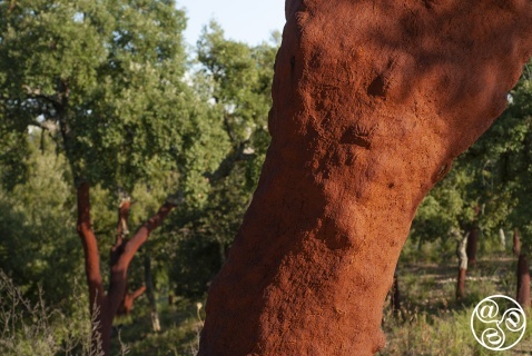 Cork tree groves in Andalucia © Michelle Chaplow