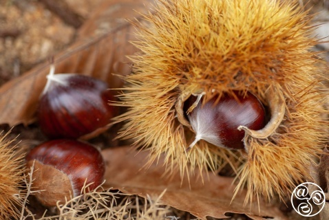 The Chestnut harvest season, runs from late October, early November © Michelle Chaplow