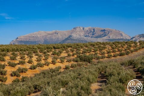 Olive groves near Ubeda, Jaen, Andalucia. © Michelle Chaplow