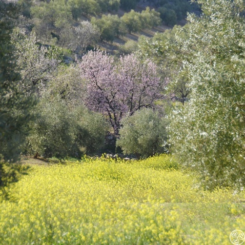 The Sierra Subbética © Michelle Chaplow