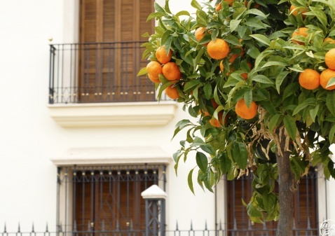 The streets of Fuente Tójar © Michelle Chaplow