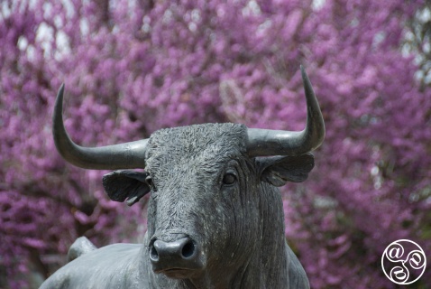 Bullfighting in Ronda © Michelle Chaplow
