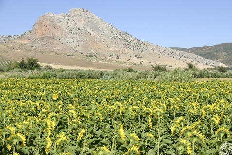 Sunflower fields - Countryside of Cabra © Michelle Chaplow