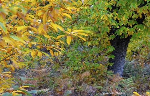 The Sierra de Aracena and Picos de Aroche natural park © Michelle Chaplow