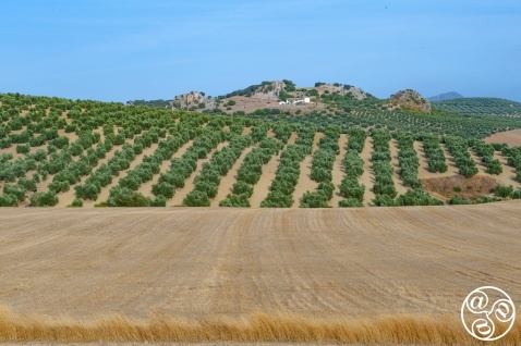 You will see picture postcard olive groves in Andalucia You will see picture postcard olive groves in Andalucia © Michelle Chaplow