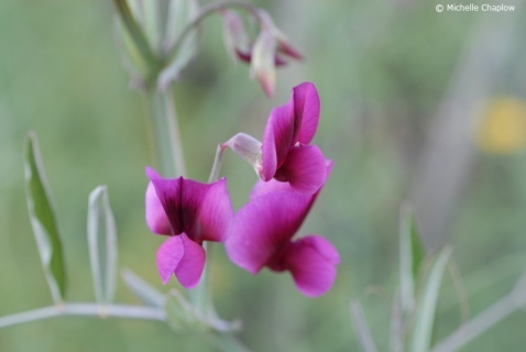 Spanish sweet pea Lathyrus odoratus - Guisante de olor © Michelle Chaplow