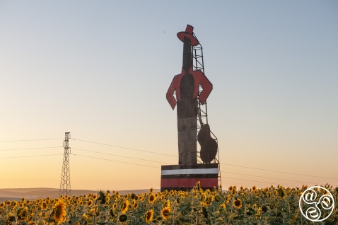 Driving through sunflowers en route to the Tio Pepe Festival © Michelle Chaplow