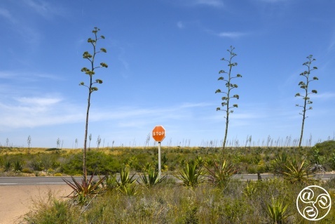 Where the cacti stand tall and time stands still – Wild West vibes in Almería Where the cacti stand tall and time stands still – Wild West vibes in Almería © Michelle Chaplow