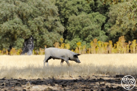 The Iberian pig, the small brown breed is native to Spain © Michelle Chaplow