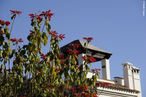 San Pedro © Michelle Chaplow