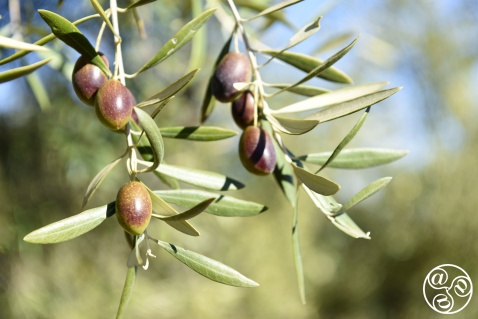 Spain produces more than 250 different varieties of olives © Michelle Chaplow
