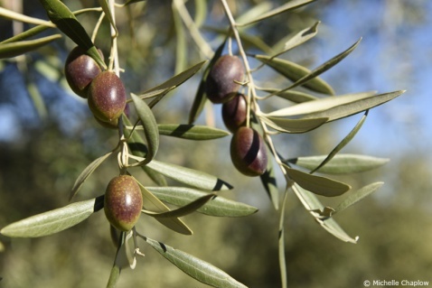 The contrast of the view from the ground close-up © Michelle Chaplow