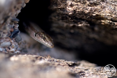 Iberian wall lizard (Podarcis hispanica) sneaking out from its hole, Malaga province, Andalucia, Spain © Marcos G Meider
