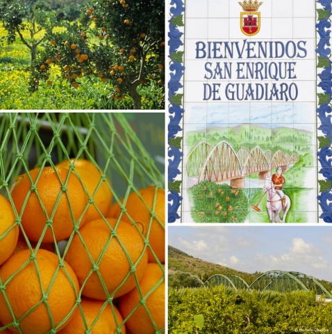 San Enrique de Guadiaio land of oranges and Polo fields © Michelle Chaplow