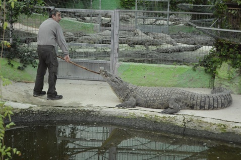 The daring trainers at Torremolinos Crocodile Park
