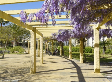 Glorious Cascading Wisteria in El Calvario Park Estepona  © Michelle Chaplow
