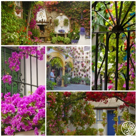 The Patios of Cordoba © Michelle Chaplow