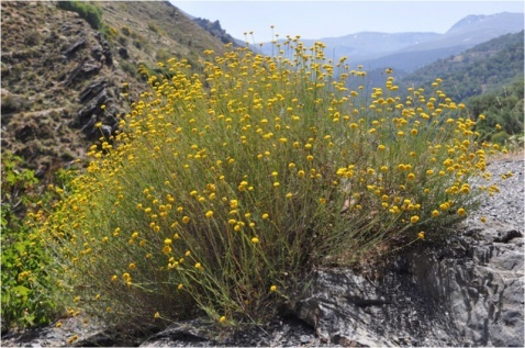 Cotton Lavender - Santolina chamaecyparissus © Tony Hall