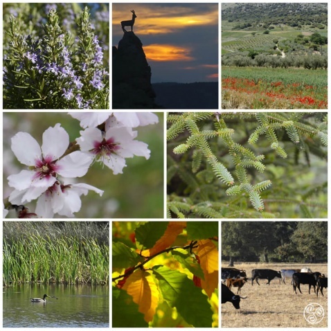 Flora and Fauna in Andalucia © Michelle Chaplow
