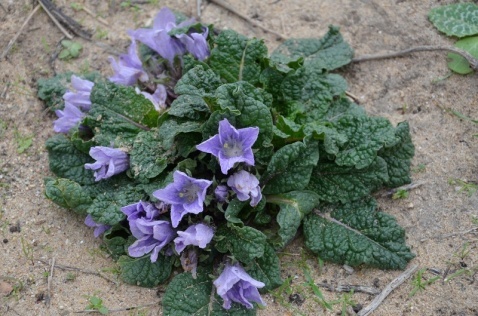 Mandrake - Mandragora autumnalis © Tony Hall