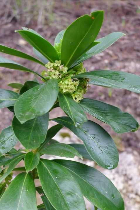 Spurge-Laurel - Daphne laureola © Tony Hall