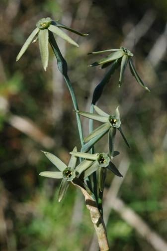 The Green Daffodil - Narcissus viridiflorus © Tony Hall